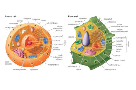 Differences Between Plant And Animal Cell Plant And Animal Cells Riset
