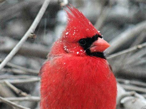 Male Cardinal In Snowfall Photographs By Jinn Creative Commons