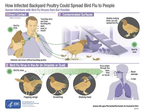 As Bird Flu Cases Rise Could It Start A Human Pandemic Experts Answer