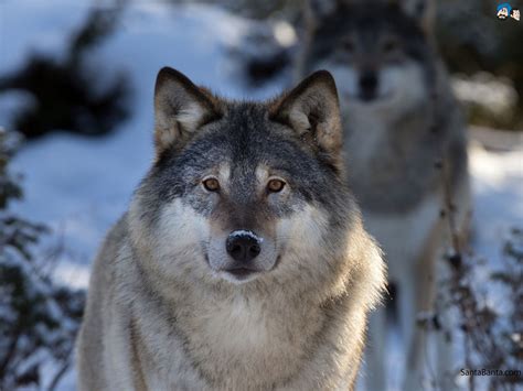 Wolves Wallpaper #1