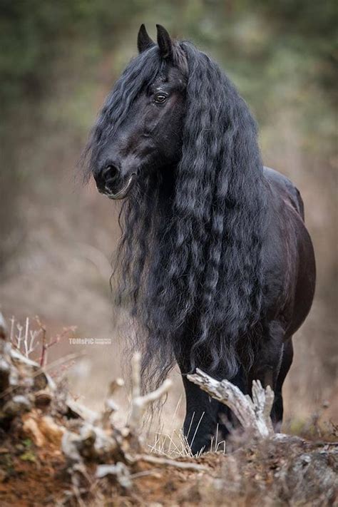 long beautiful wavy mane   gorgeous black horse avec images cheval frison frison