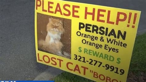 Missing Cats Owner Receives Threats Youtube