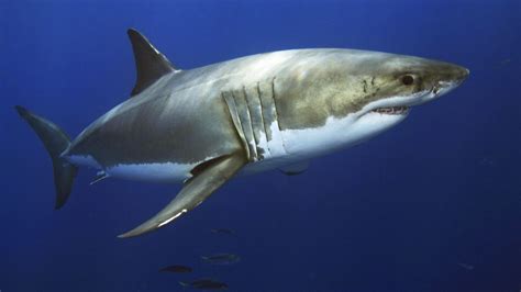 Great White Shark Facts Size Lifespan Diet Pictures