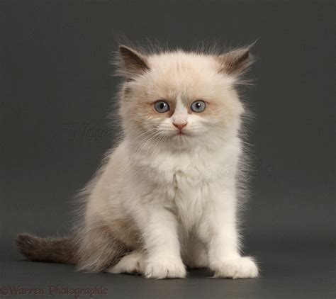 Grey Ragdoll Kitten