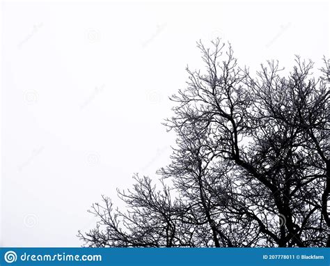 Branching Of The Branches Of A Deciduous Tree On A White Background