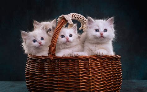 Wallpaper Four white kittens in a basket 1920x1200 HD Picture, Image