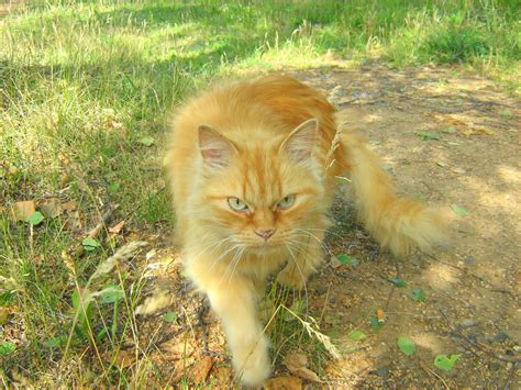Affectionate Ginger Old Cat — Russian Cats Pictures
