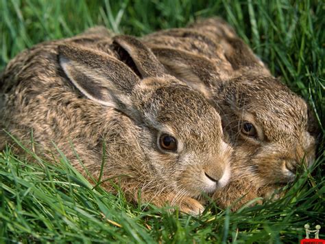 Photographs Of Rabbits Gray Bunny Rabbit Stock Images Sunwalls