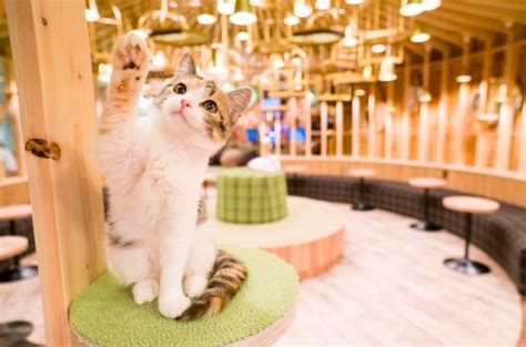Turkish angora cat lying down yawning inside of cat cafe mocha in shibuya district. The Most Popular Pet Cafes in Tokyo! | YumeTwins: The ...