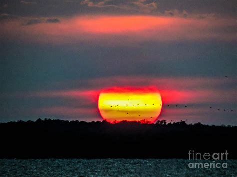 Sunset Flight Photograph By Marilee Noland Fine Art America
