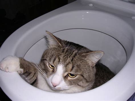 Gif bin is your daily source for funny gifs, reaction gifs and funny animated pictures! Why Your Cat Is Obsessed With You on the Toilet - Catster