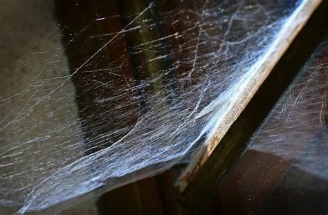 Lassen sie fenster oder türen offen stehen, gelangen die tiere ins haus und verstecken sich in kleinster ritzen. Welche Insekten im Haus sogar nützlich sind - Spinnen und ...