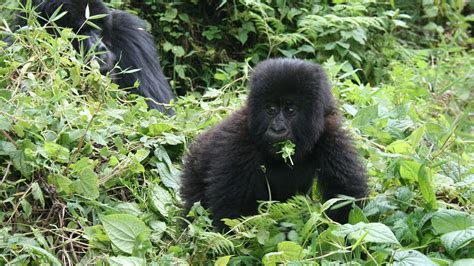 Rwanda Gorilla Safari Company — Gorilla Trekking In Volcanoes 2021 2022