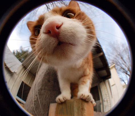 20 Curious Cats Bumping Into Cameras Barnorama