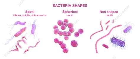 Different Types Of Bacterial Shapes Illustration Stock Image F036