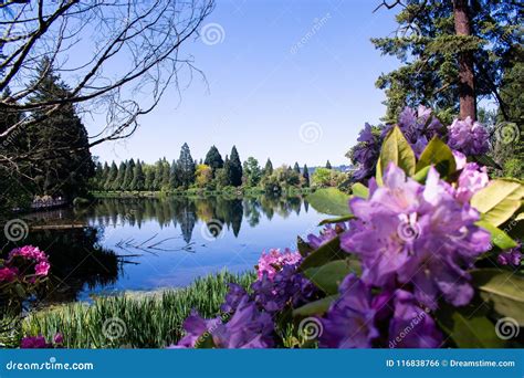 Beautiful Lake And Flowers Stock Photo Image Of Green 116838766