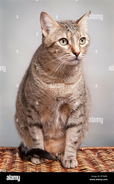 Golden Brown Tabby Cat