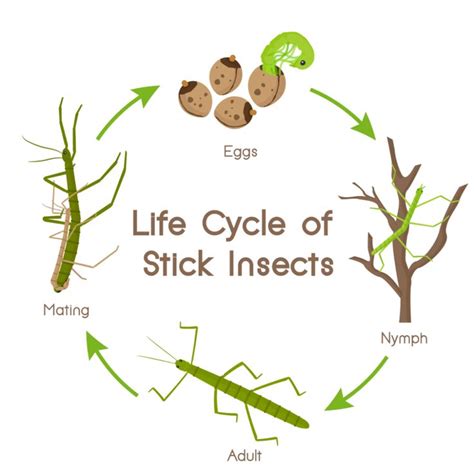 The Life Cycle Of A Stick Insect And Leaf Insect Keeping Bugs Stick