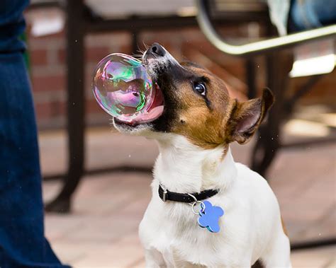 Dog Plays Fetch With A Bubble Optical Illusion