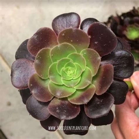 15 Amazing Purple Succulents And Cacti You Would Love Succulent Plant