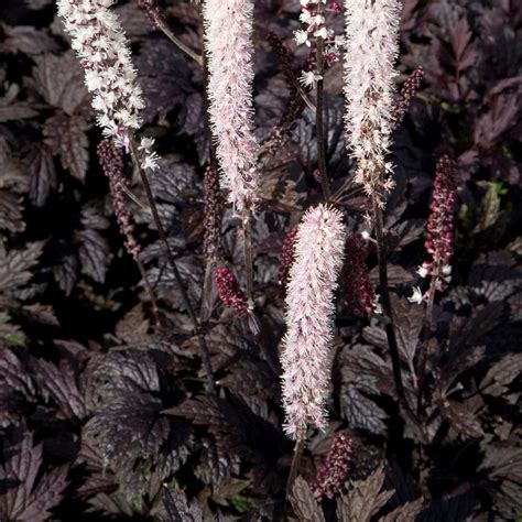 Actaea Chocaholic Black Leaves Mauve Pink Fragrant Flower Spikes