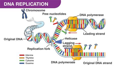 Dna Replication Steps And Rules Dna Polymerase Enzymes And Rna Primer