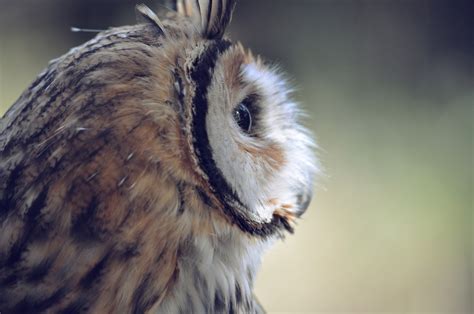 Owl Side View Free Stock Photo Public Domain Pictures