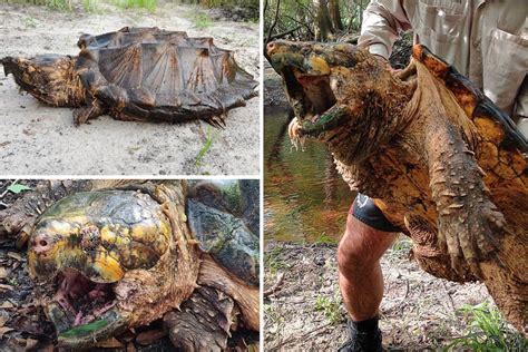 Biggest EVER snapping turtle weighing 100 POUNDS is caught by stunned conservationists in ...