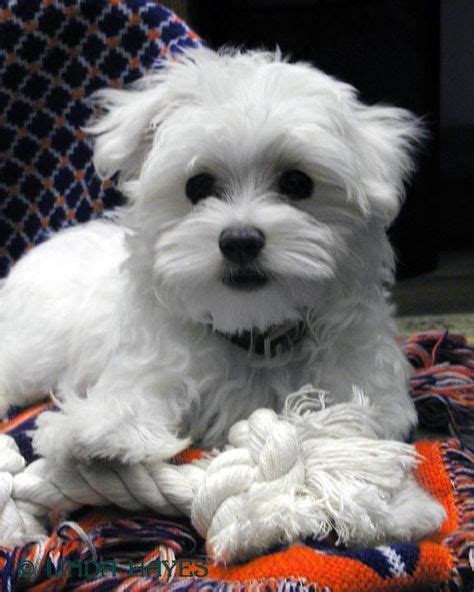 Teacup Maltese For Adoption Teacup Maltese Puppies For Adoption