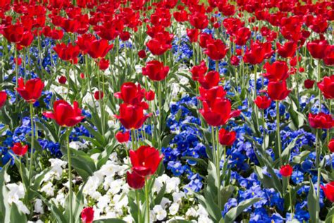 Raise The Flag For The Best Red White And Blue Flowers Of