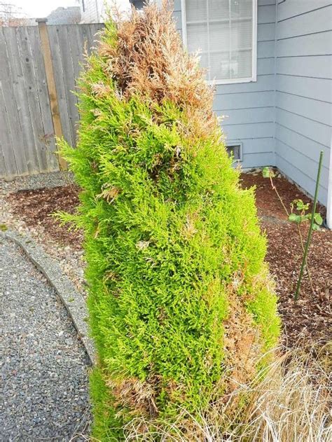 In the menu on the left side, you can search by size of the aquarium and the level of difficulty of the plants (easy, medium, advanced), in order to find the solutions that suit your exact needs. Lemon Cypress Turning Brown | Hometalk