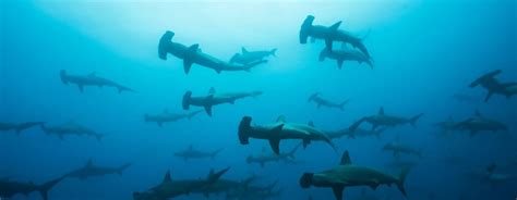 Hammerhead Shark Facts And Information Jellyquest