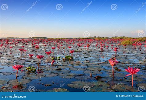 The Sea Of Red Lotus Lake Nong Harn Udon Thani Thailand Stock Photo