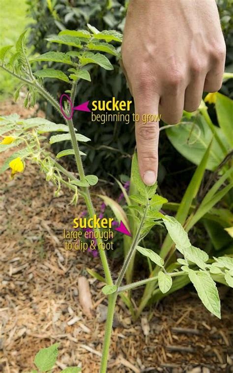How To Grow Tomatoes From Suckers Balcony Garden Web