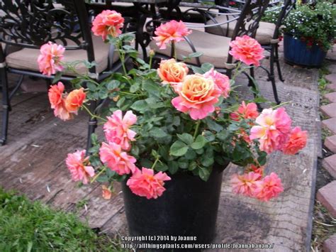 The Container Rose Garden