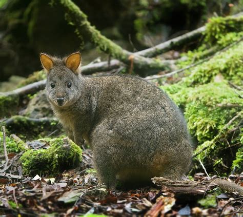11 Incredible Australian Animals You Havent Heard Of