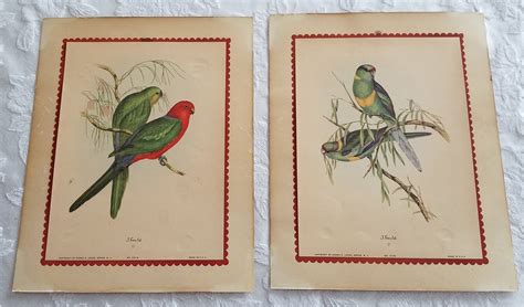 Vintage J Gould Parakeet Bird Prints Etsy