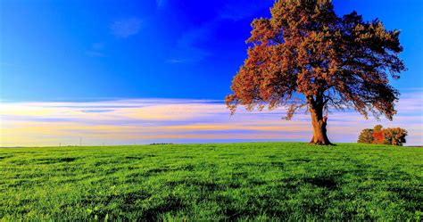 Tree 4k Wallpapers Top Free Tree 4k Backgrounds Wallpaperaccess