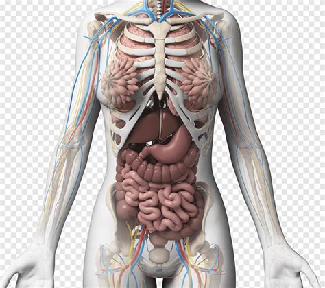 Female Body Anatomy Lung Organ Gastrointestinal Organs Png Pngegg