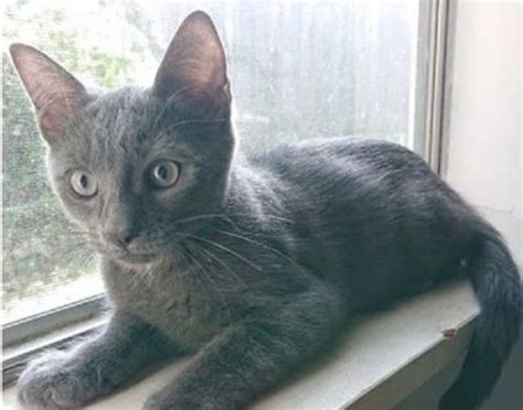 Russian Blue And Tabby Mixed Cat For Adoption In West Melbourne