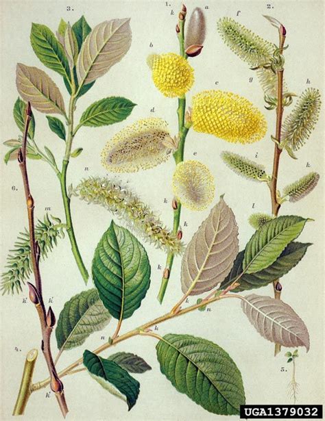 Salix Caprea ⚫sälg⚫goat Willow Salix Caprea Salicales Salicaceae 1379032 Vintage Botanical