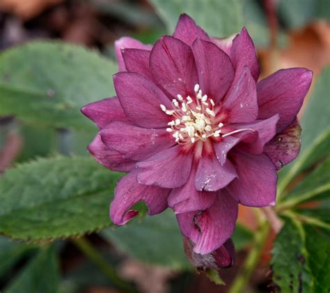 22 Beautiful Winter Flowers That Survive And Bloom In The Cold