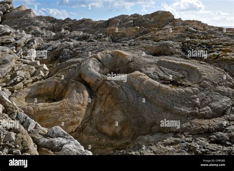 Fossil Forest Lulworth Cove Dorset Engalnd Stock Photo Alamy