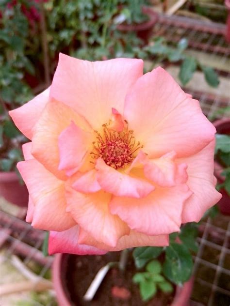 Summer Of Love Rose Rose Plants Teo Joo Guan