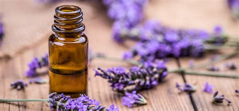 Lavender Oil For Physical And Spiritual Healing