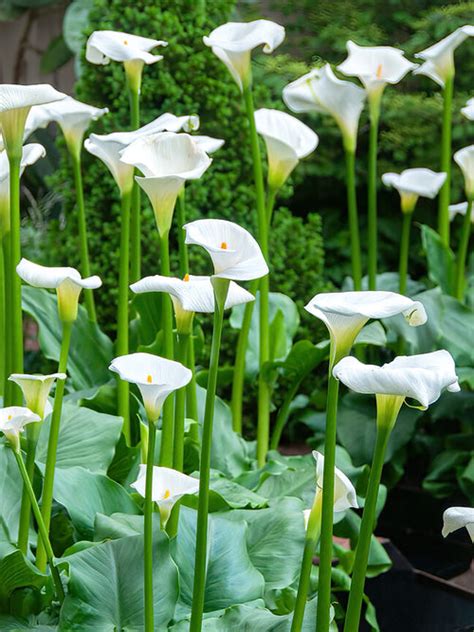 Classic Large White Calla Aethiopica Calla Lily Dutchgrown