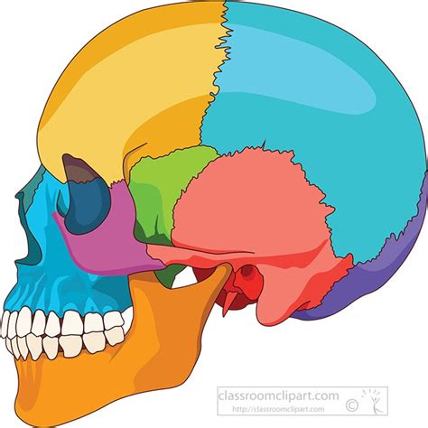 Anatomy Clipart Human Skull Side View Anatomy Clipart Classroom Clipart