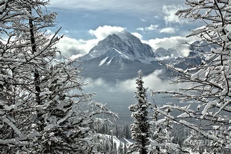 Canadian Rockies Through The Snow Covered Trees Photograph By Adam