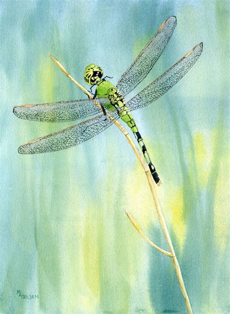 23 Pictures Of Dragonflies To Print Free Coloring Pages