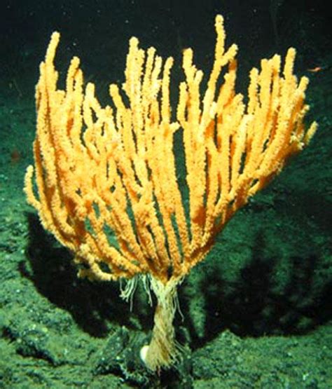 New Bamboo Coral Smithsonian Ocean